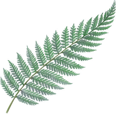 Farnblatt geöffnet
